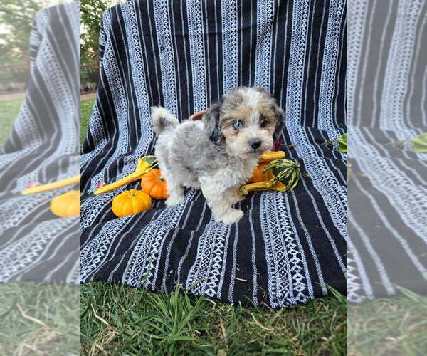 Medium Photo #6 Poodle (Miniature) Puppy For Sale in CANON CITY, CO, USA