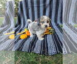 Small #5 Poodle (Miniature)