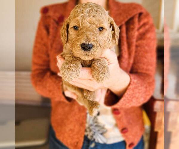 Full screen Photo #32 Poodle (Standard) Puppy For Sale in WAGENER, SC, USA