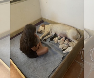 Labrador Retriever Puppy for sale in PORT RICHEY, FL, USA