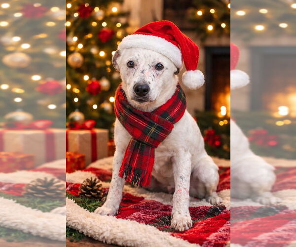 Medium Photo #4 Mutt Puppy For Sale in Claremore, OK, USA