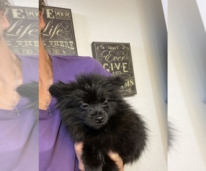 Pomeranian Puppy for sale in SIERRA VISTA, AZ, USA