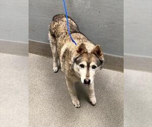Siberian Husky-Unknown Mix Dogs for adoption in Las Vegas, NV, USA