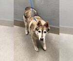 Small Siberian Husky Mix