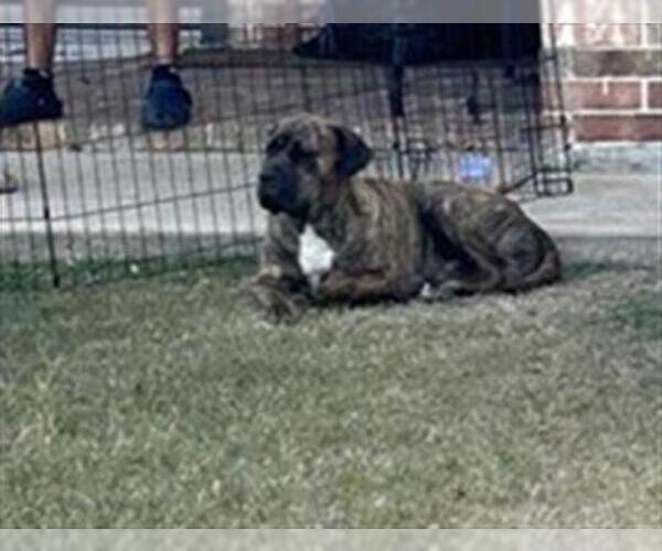 Medium Photo #1 Boxer-Unknown Mix Puppy For Sale in Houston, TX, USA