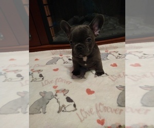French Bulldog Puppy for sale in GREENWICH, OH, USA