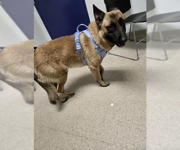 Medium Photo #1 Mutt Puppy For Sale in Bakersfield, CA, USA