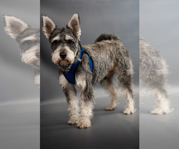 Medium Photo #3 Dachshund-Unknown Mix Puppy For Sale in Princeton, MN, USA