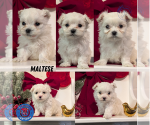 Maltese Litter for sale in GOSHEN, IN, USA