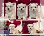Small Maltese