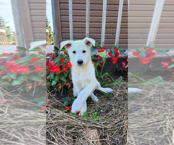 Medium Photo #7 German Shepherd Dog Puppy For Sale in GREENWOOD, WI, USA