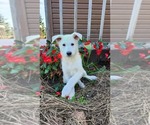 Small #1 German Shepherd Dog