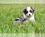 Small #5 Miniature Australian Shepherd