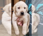 Small #7 Labrador Retriever