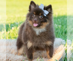 Small Photo #59 Pomeranian Puppy For Sale in WARSAW, IN, USA