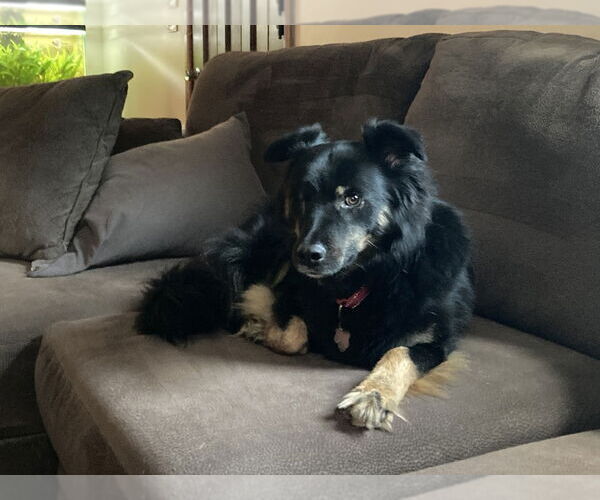 Medium Photo #1 Australian Shepherd-Unknown Mix Puppy For Sale in Plymouth, MN, USA