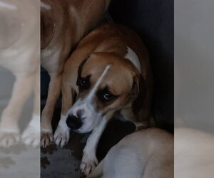 Mutt Dogs for adoption in San Bernardino, CA, USA