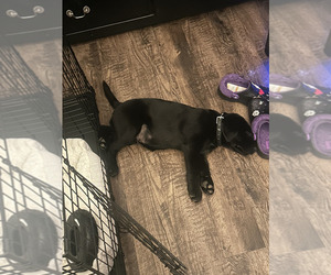 Labrador Retriever Puppy for sale in MOUNT HOLLY, NJ, USA