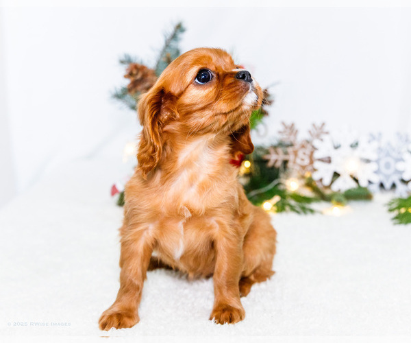 Medium Photo #57 Cavalier King Charles Spaniel Puppy For Sale in WAKARUSA, IN, USA
