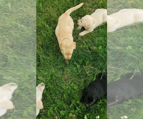 Medium Photo #19 Labrador Retriever Puppy For Sale in OLYMPIA, WA, USA