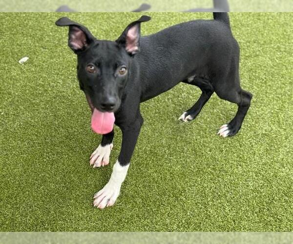 Medium Photo #1 American Staffordshire Terrier-Unknown Mix Puppy For Sale in Waco, TX, USA