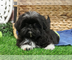 Shih Tzu Puppy for sale in SYRACUSE, IN, USA