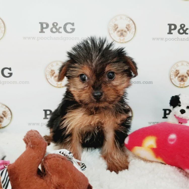 Medium Photo #2 Yorkshire Terrier Puppy For Sale in TEMPLE CITY, CA, USA