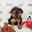 Small Photo #2 Yorkshire Terrier Puppy For Sale in TEMPLE CITY, CA, USA