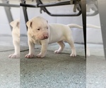 Small Photo #16 Dogo Argentino Puppy For Sale in INKSTER, MI, USA