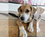 Small #4 Labrador Retriever Mix