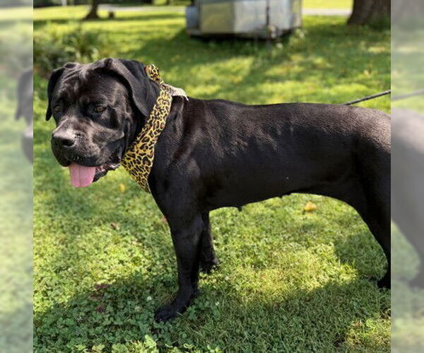 Medium Photo #1 Mutt Puppy For Sale in Warrenton, VA, USA