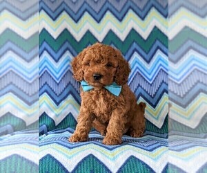 Cavapoo Puppy for sale in NEW PROVIDENCE, PA, USA