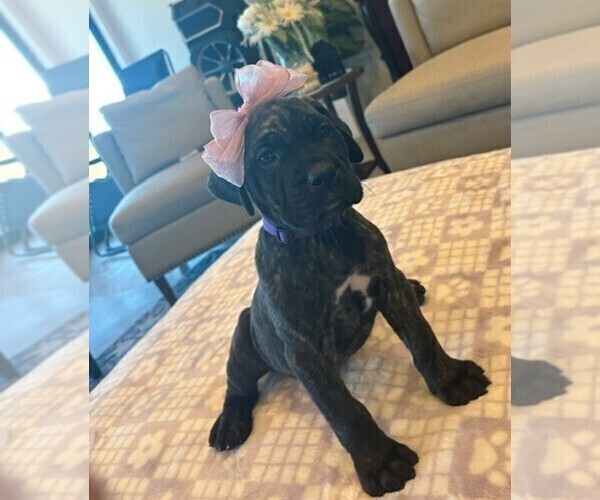 Medium Photo #4 Cane Corso Puppy For Sale in YUCCA VALLEY, CA, USA