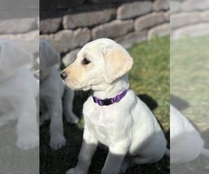 Labrador Retriever Puppy for sale in EAGLE MOUNTAIN, UT, USA