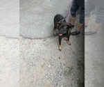 Small Beagle Mix