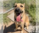 Small German Shepherd Dog Mix