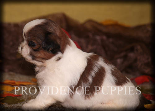 Medium Photo #4 Shih Tzu Puppy For Sale in COPPOCK, IA, USA
