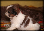 Small Photo #4 Shih Tzu Puppy For Sale in COPPOCK, IA, USA