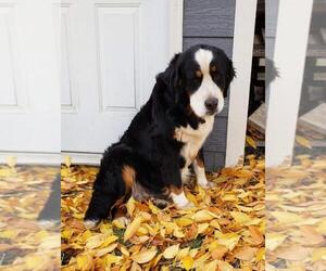 Father of the Bernese Mountain Dog puppies born on 10/20/2018