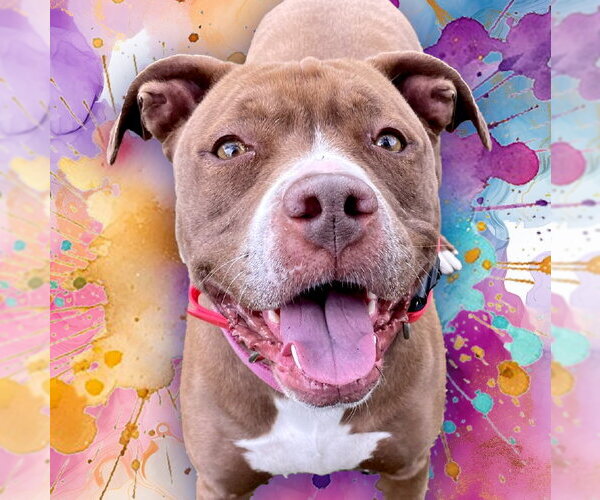 Medium Photo #20 American Pit Bull Terrier-American Staffordshire Terrier Mix Puppy For Sale in Techny, IL, USA