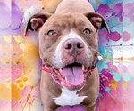 Small #19 American Pit Bull Terrier-American Staffordshire Terrier Mix