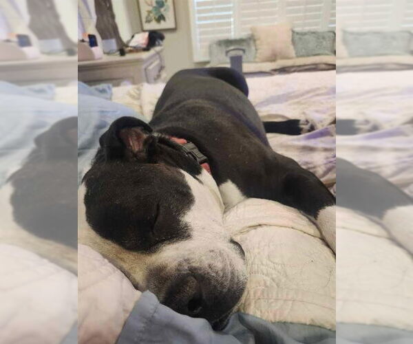 Medium Photo #11 American Bulldog-American Staffordshire Terrier Mix Puppy For Sale in Lake Forest, CA, USA