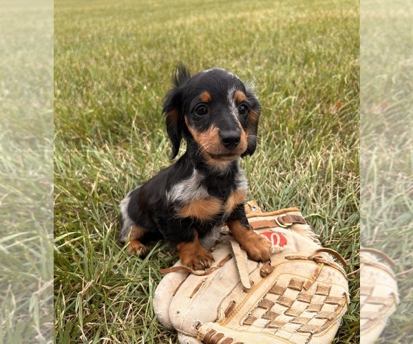 Medium Photo #3 Dachshund Puppy For Sale in MIDDLEBURY, IN, USA