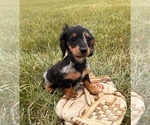 Small #2 Dachshund