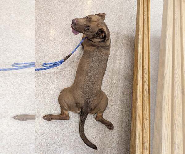 Medium Photo #6 Mutt Puppy For Sale in Rowlett, TX, USA