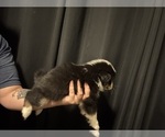 Small #4 Australian Shepherd