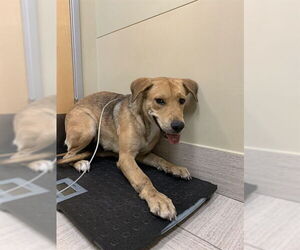 Labrador Retriever-Unknown Mix Dogs for adoption in Corpus Christi, TX, USA