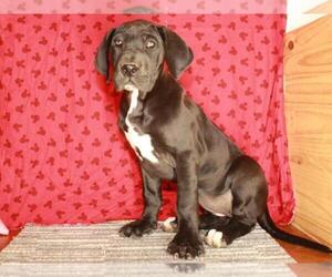 Great Dane Puppy for sale in SHAWNEE, OK, USA