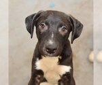Small Photo #1 Borador Puppy For Sale in Sheridan, CO, USA