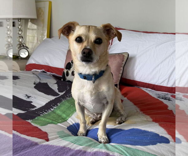 Medium Photo #9 Mutt Puppy For Sale in Philadelphia, PA, USA